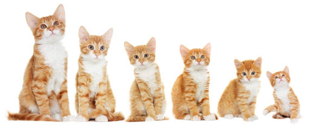 evolucion del gato - De dónde provienen y cómo han evolucionado los gatos domésticos