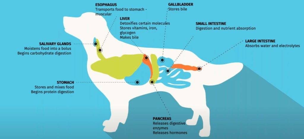 faringe en perros - Qué causa la faringitis en perros y cómo se puede tratar