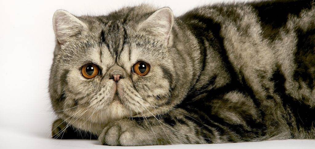 felino - Conoces las 16 razas de gatos exóticos más fascinantes