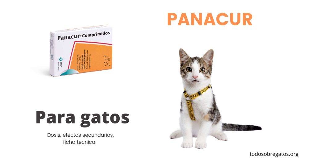 fenbendazol gatos - Qué es el fenbendazol y para qué se usa en gatos