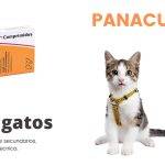 Qué es el fenbendazol y para qué se usa en gatos