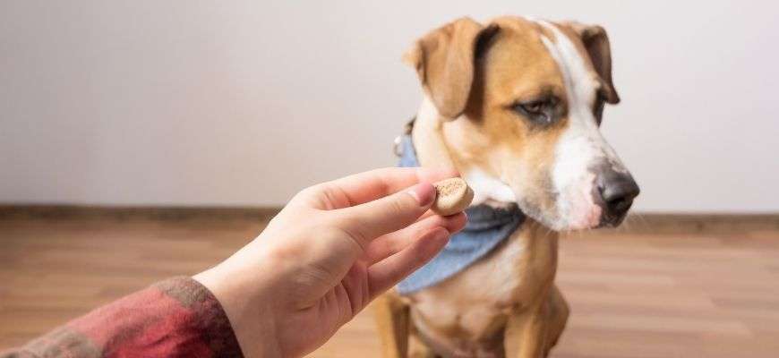 feromonas caseras para perros - Feromonas caseras para ansiedad en perros Alternativas en Mercadona