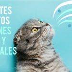 Qué son las feromonas para gatos caseras y cómo usarlas en casa