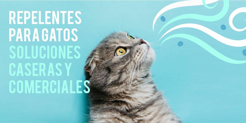 feromonas para gatos casera - Qué son las feromonas para gatos caseras y cómo usarlas en casa