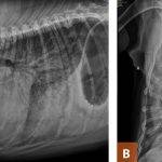 Fibrosis Pulmonar en Perros: Cómo Identificar y Tratar