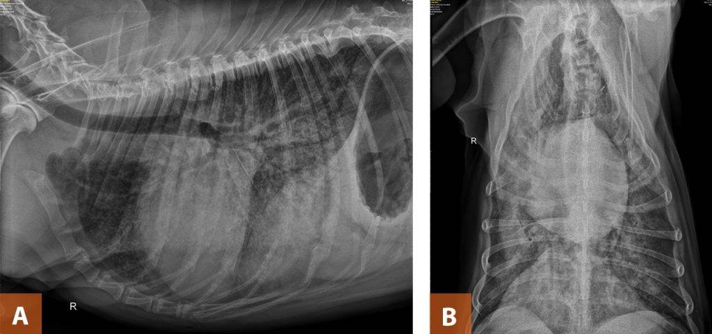 fibrosis pulmonar en perros - Fibrosis Pulmonar en Perros: Cómo Identificar y Tratar