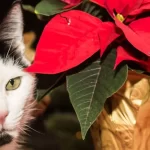 Cómo prevenir intoxicación por Flor de Pascua en gatos