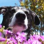 Son efectivas las Flores de Bach para la ansiedad en perros