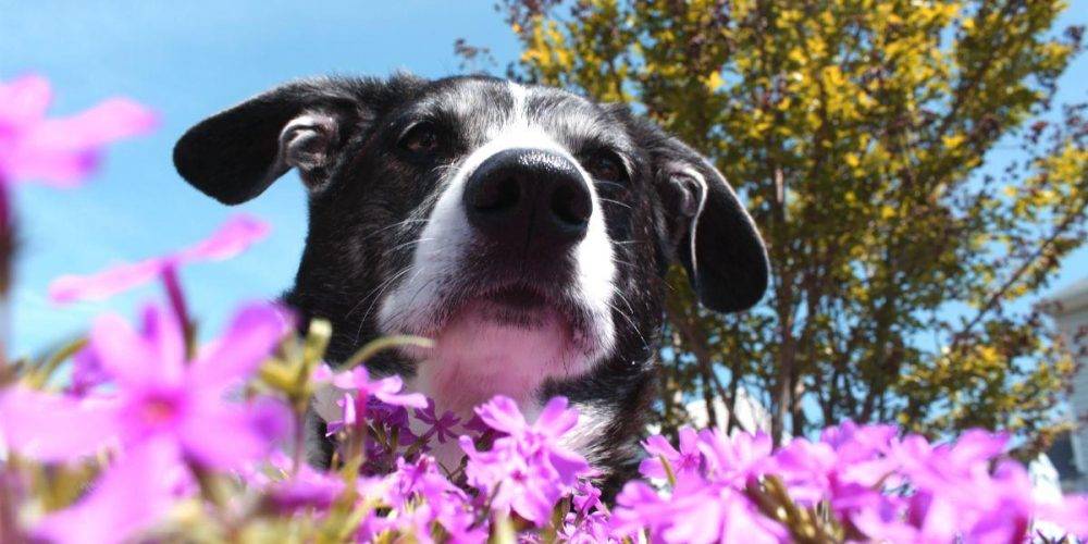 flores de bach perros ansiedad - Son efectivas las Flores de Bach para la ansiedad en perros