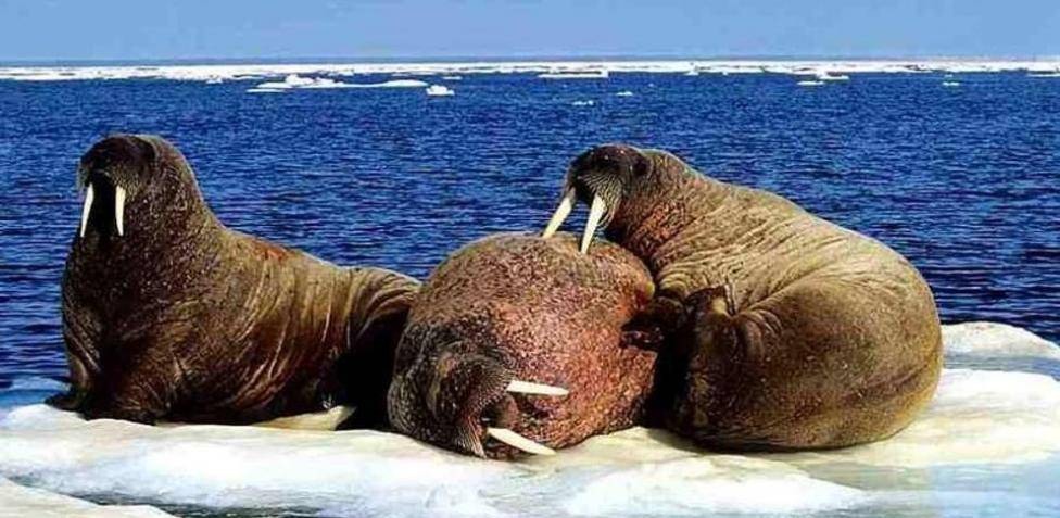 foca morsa - Diferencias entre morsas, focas y leones marinos