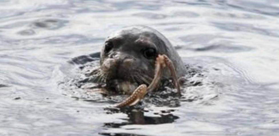 foca que come - Qué comen las focas en su dieta diaria