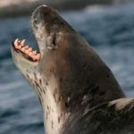 Distintas especies de focas marinas y sus características