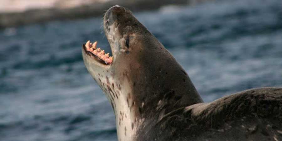 focas con colmillos - Distintas especies de focas marinas y sus características