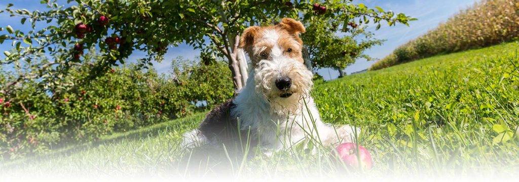 fox terrier gigante - Qué características tiene el Terrier Gigante Airedale