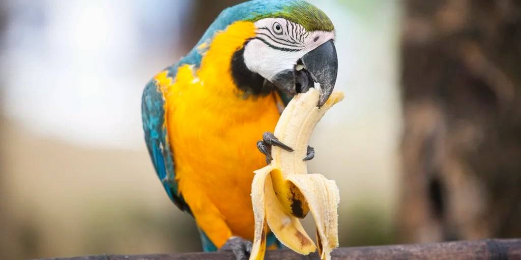 fruta prohibida para loros 1 - Qué frutas deben evitar los loros en su dieta