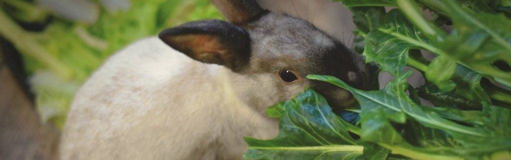 frutas que no pueden comer los conejos 1 - Cuáles son las frutas y patatas prohibidas para los conejos