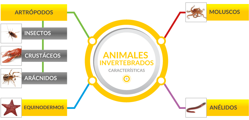 funciones vitales de los animales - Cómo se llevan a cabo las funciones vitales en los animales