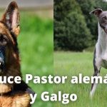 Sabes cuántas razas de galgos existen