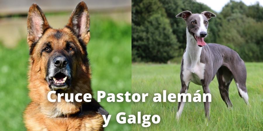 galgo alsaciano - Sabes cuántas razas de galgos existen