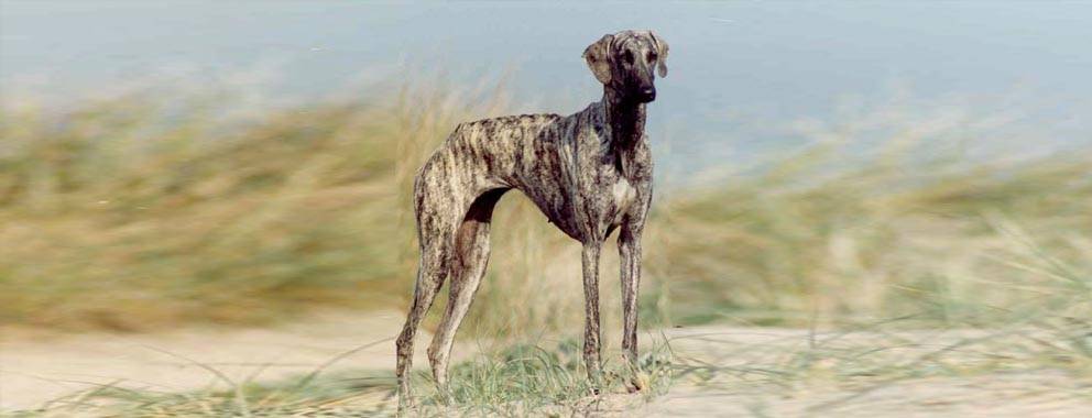 galgo arabe - Qué debes saber sobre el elegante Sloughi o galgo árabe