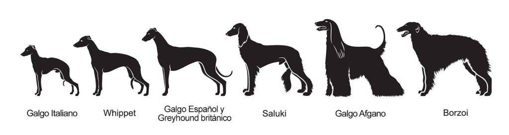 galgo espanol vs galgo ingles - Galgo español vs Galgo inglés: cuáles son las diferencias