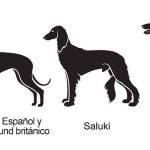 Galgo español vs Galgo inglés: cuáles son las diferencias