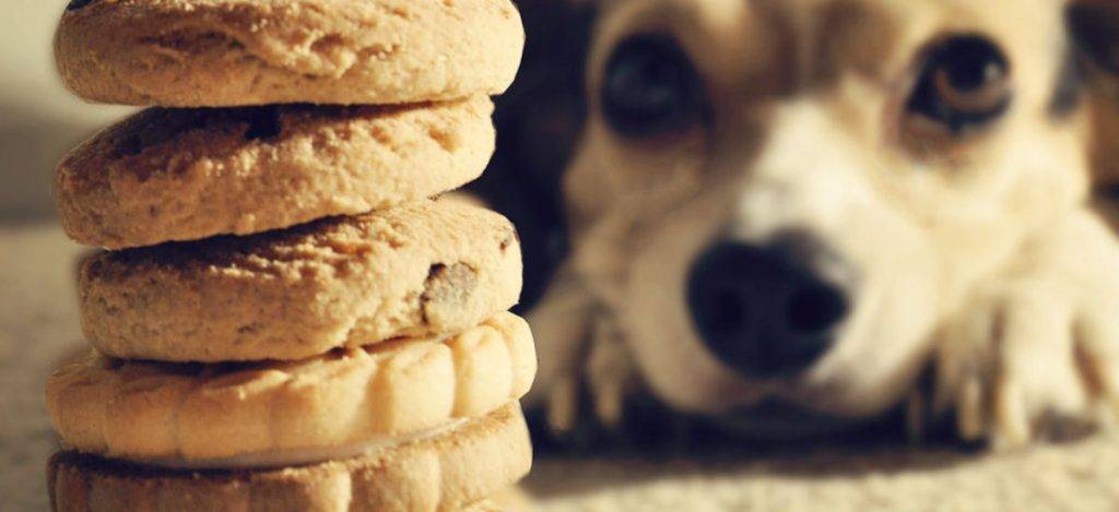 galletas casera para perros - Recetas de galletas caseras para perros