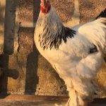 Gallina Brahma: Qué la hace la más grande de todas [IMÁGENES]