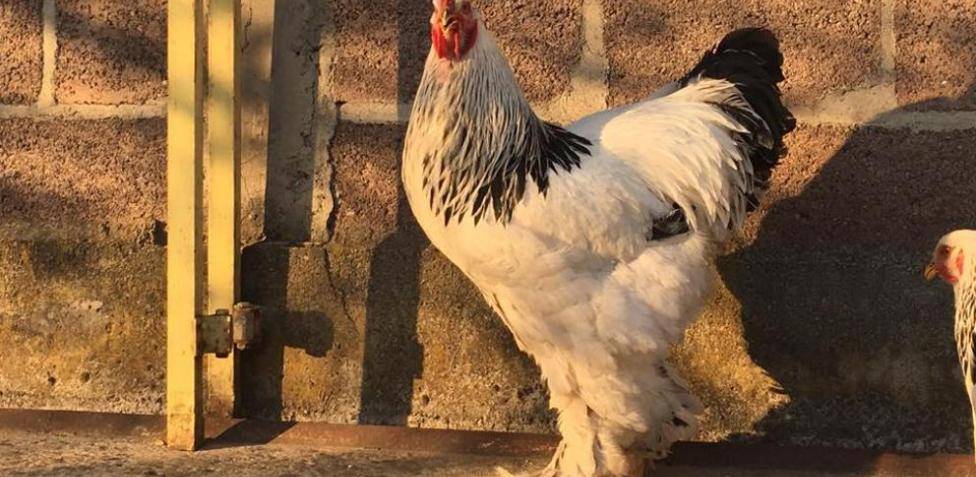 gallina brahma tamano - Gallina Brahma: Qué la hace la más grande de todas [IMÁGENES]