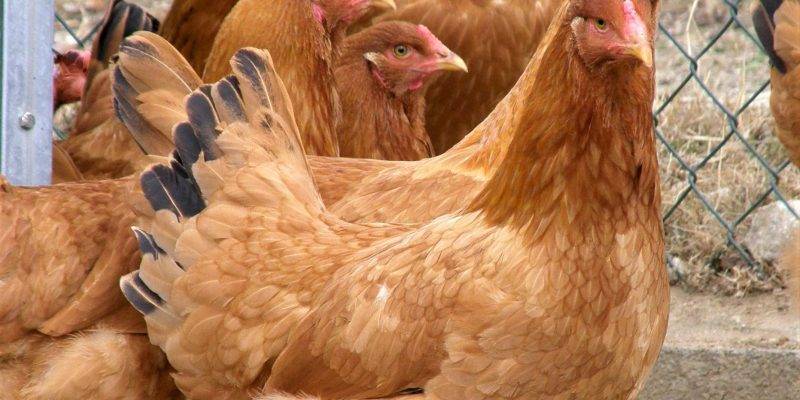 gallina de mos - Qué hace a la Gallina Mos una raza peculiar