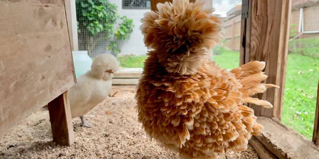Gallinas Frizzle: características y alimentación