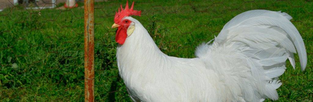 gallina leghorn - Qué características tiene la Gallina Leghorn Blanca