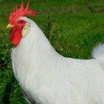 Qué características tiene la Gallina Leghorn Blanca