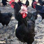 Qué características destacan a la Gallina Penedesenca