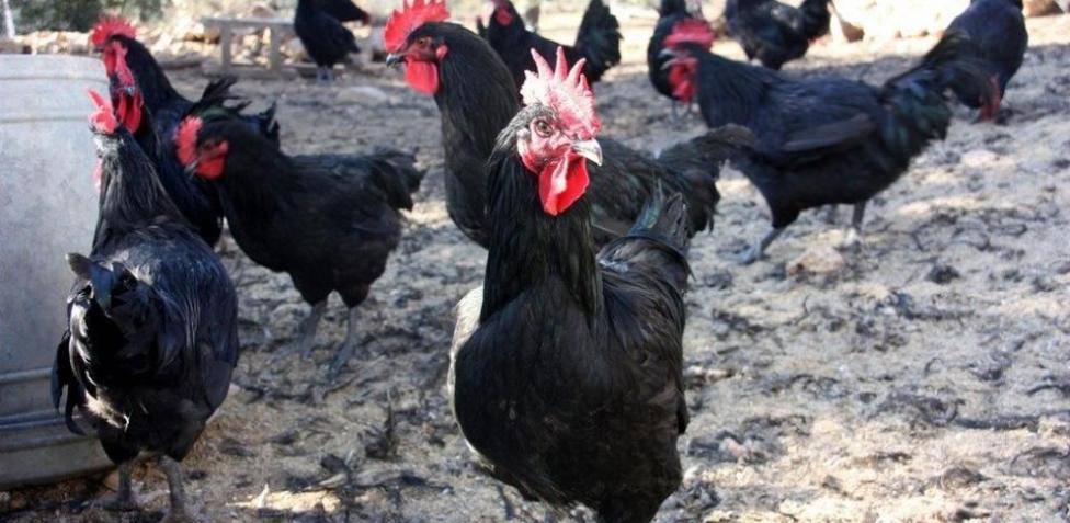 gallina penedesenca - Qué características destacan a la Gallina Penedesenca