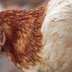 Qué razas de gallinas y gallos podemos encontrar en la avicultura