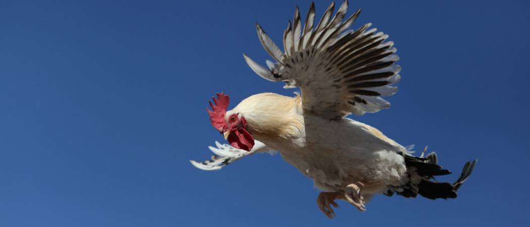 Cuál es la razón por la que las gallinas no pueden volar