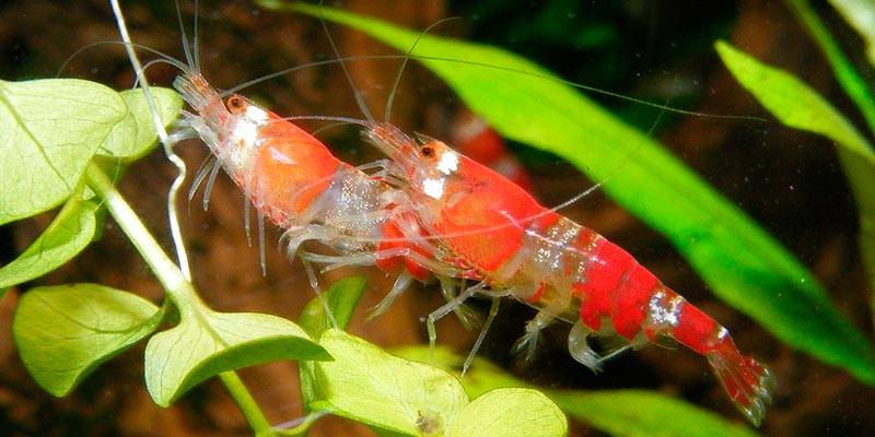 gamba perro - Pueden los perros comer marisco de forma segura