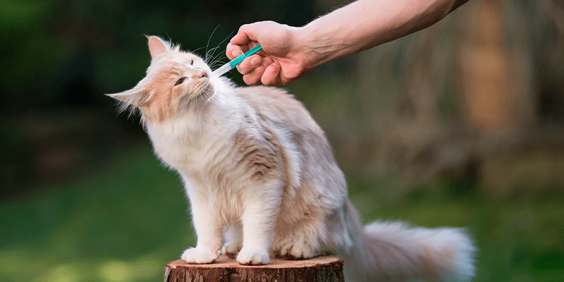 gastritis en gatos remedios caseros - Cómo aliviar la gastroenteritis en gatos de forma natural