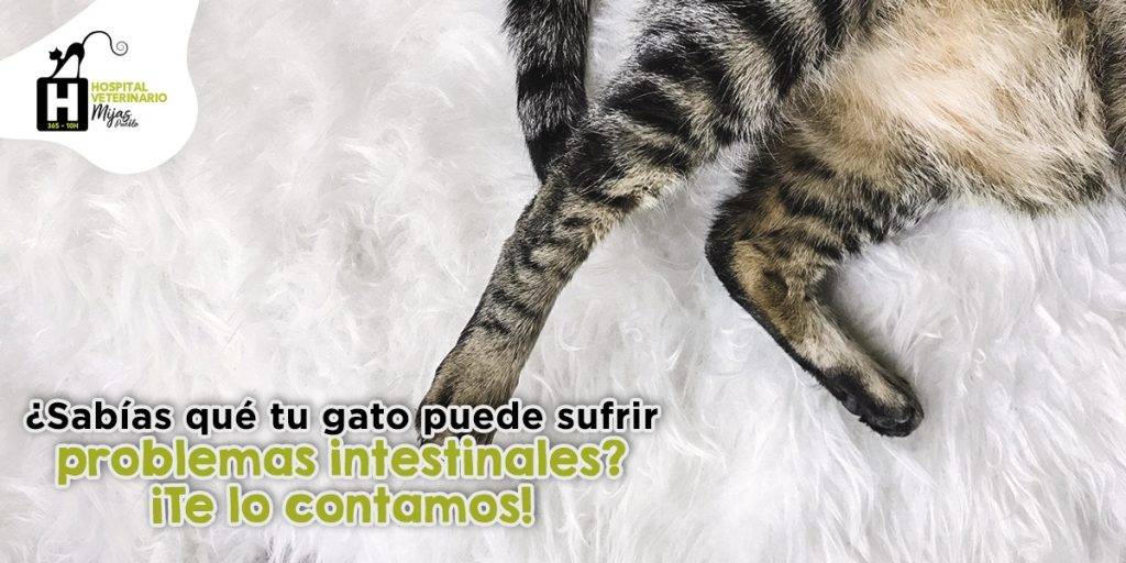 gastroenteritis en gatos - Gastroenteritis en gatos: síntomas, tratamiento y duración