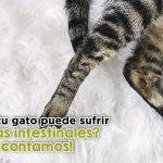 Gastroenteritis en gatos: síntomas, tratamiento y duración