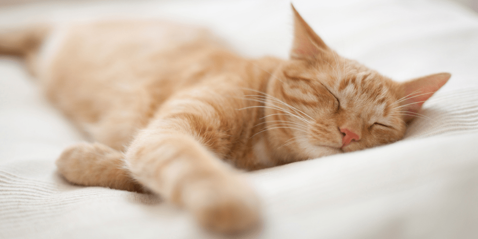 gata dormida - Por qué los gatos disfrutan dormir con sus dueños