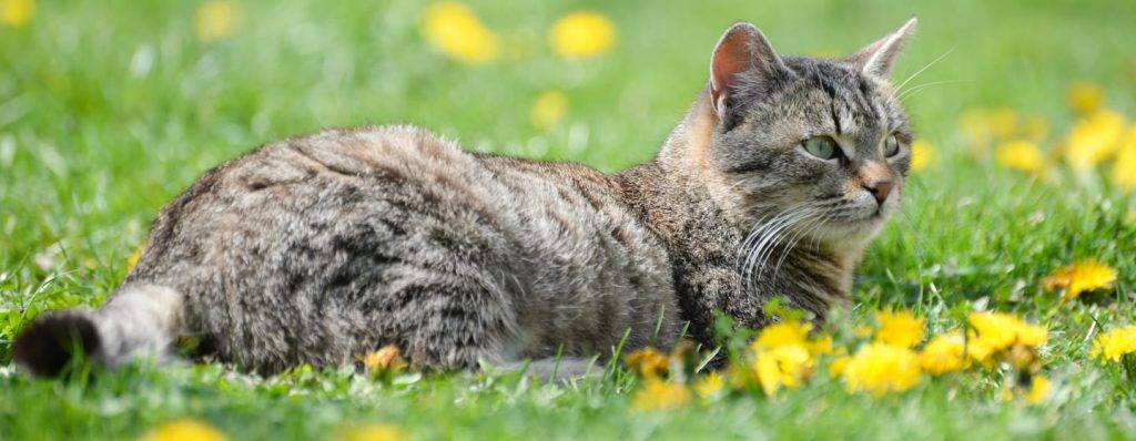 gatitos de pelo corto - Razas de gatos de pelo corto: elegantes y adorables