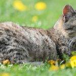 Razas de gatos de pelo corto: elegantes y adorables