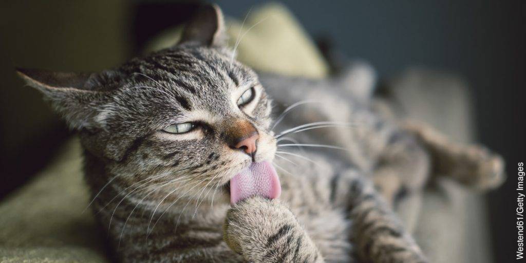 gatitos sacando la lengua - Por qué los gatos sacan la lengua de vez en cuando