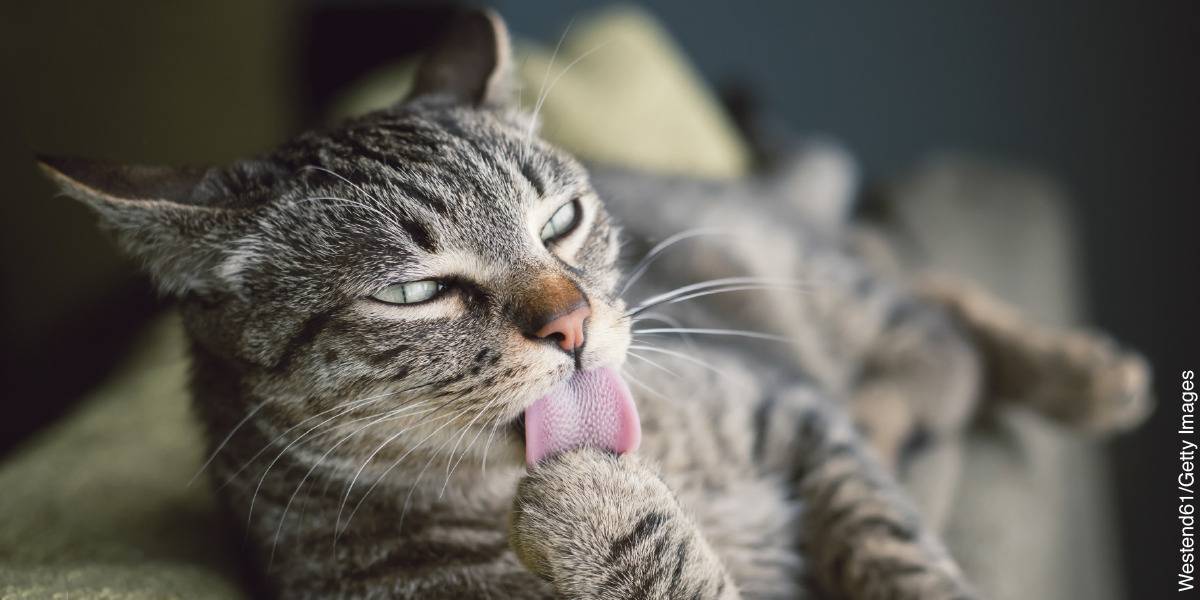 Por qué los gatos sacan la lengua de vez en cuando