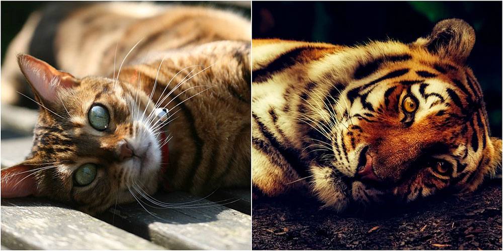 gatitos tigres - Cuáles son las razas de gatos que se asemejan a tigres