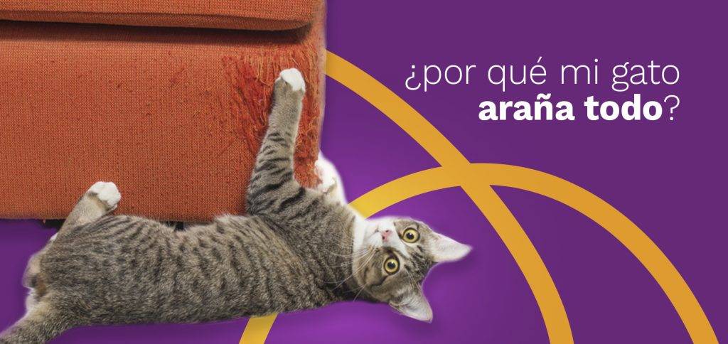 gato arana - Cómo evitar que mi gato me muerda o arañe durante el juego