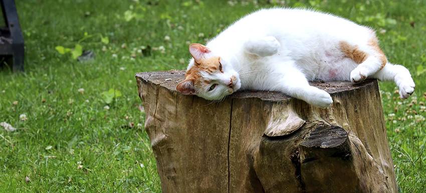 gato barriga hinchada y blanda - Por qué mi gato tiene la barriga hinchada