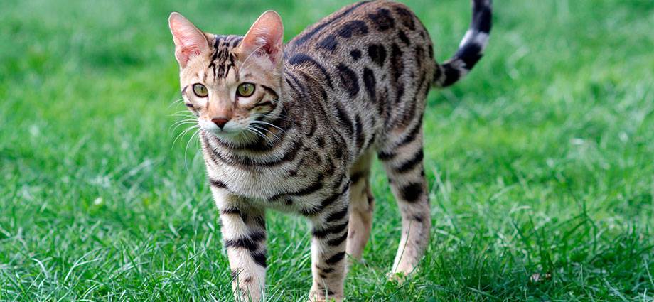 gato bengali tamano - Cuánto mide de altura el Gato de Bengala en promedio